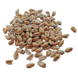 Malt de blé foncéWeyermann®