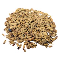 Malt d'avoine