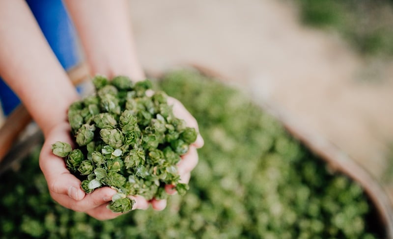 houblon barthhaas