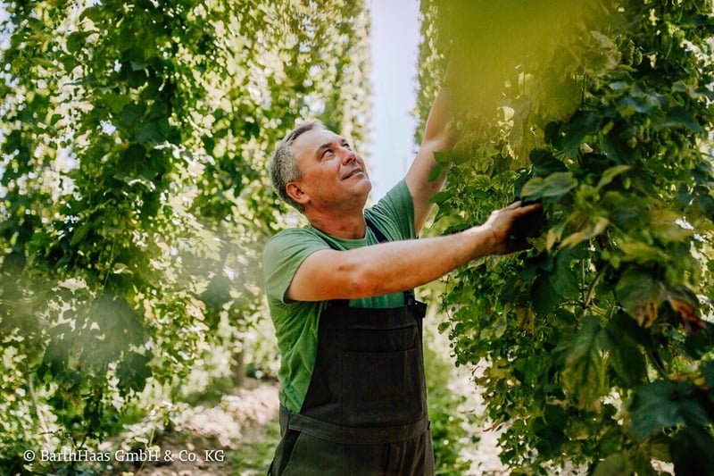 récolte de houblon barthhaas