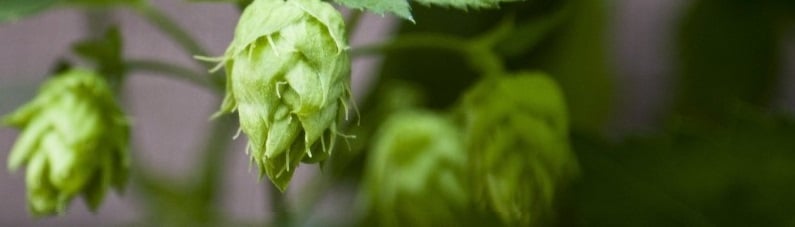 Le houblon en cuisine