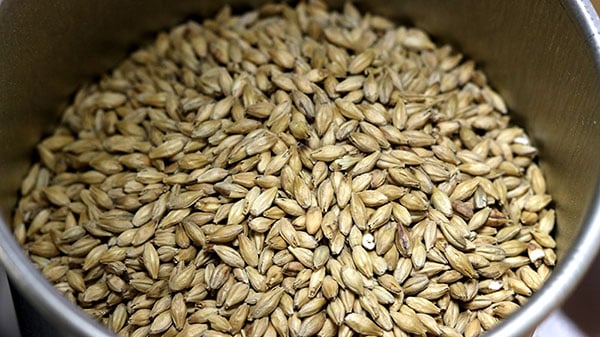 malt d'orge