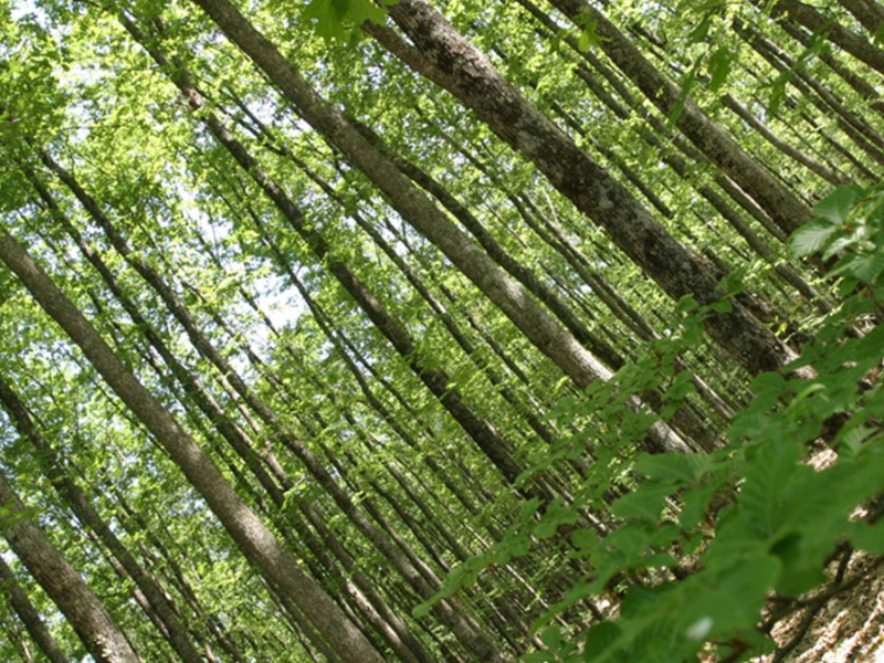 wood forest beer